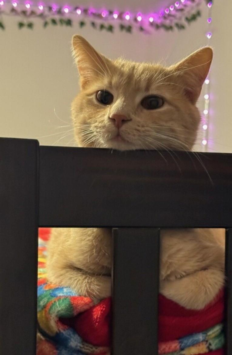 Enlarge Louie, a Adopted Domestic Short Hair in Staten Island, NY image 3/6