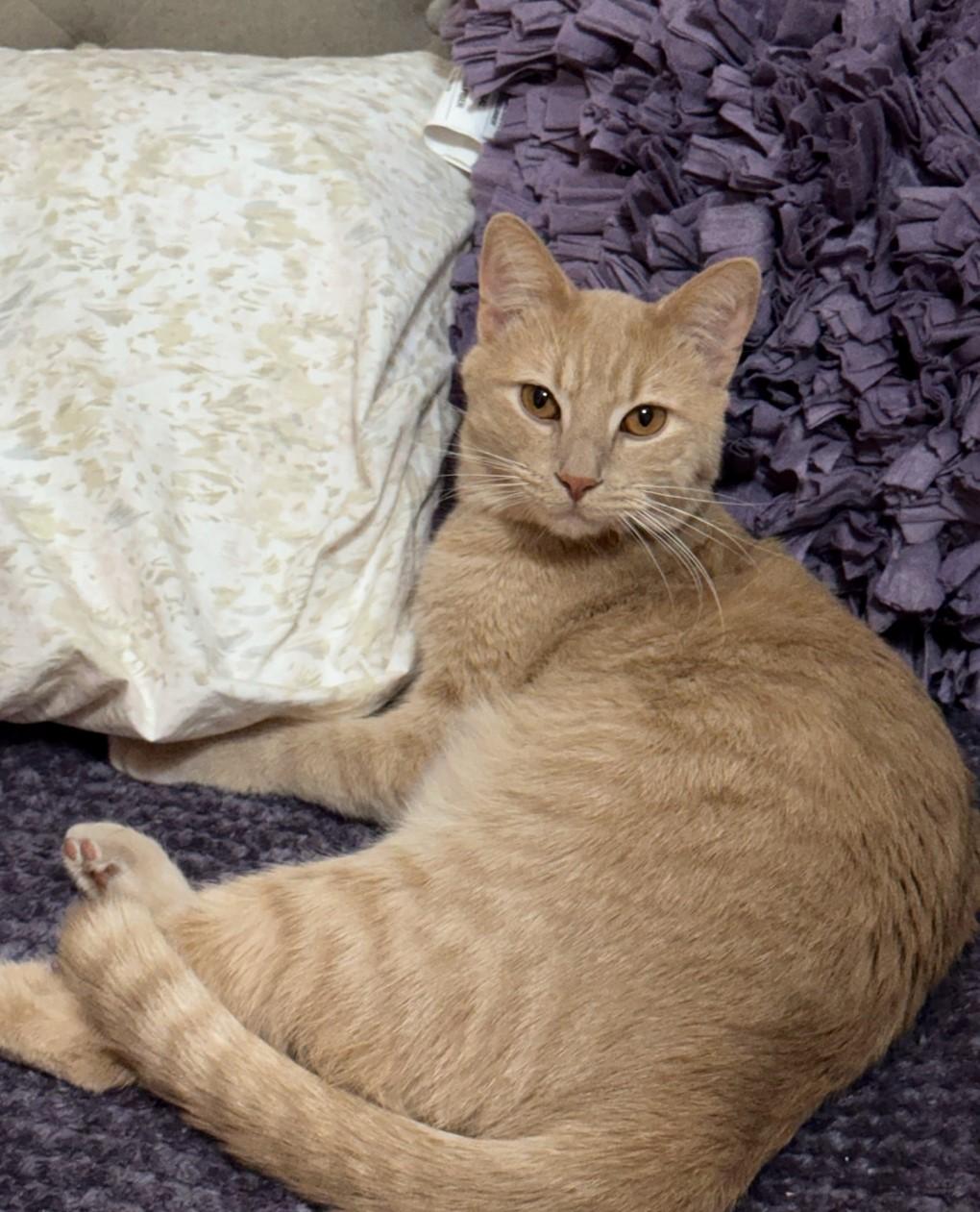 Enlarge Louie, a Adopted Domestic Short Hair in Staten Island, NY image 6/6