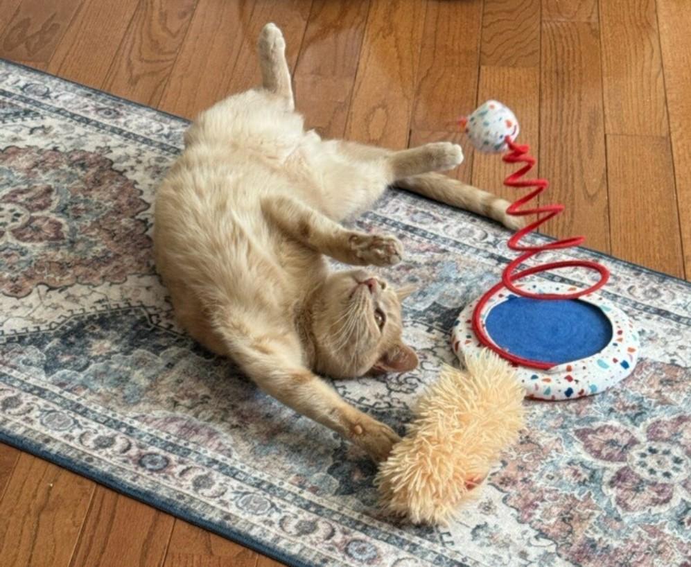 Enlarge Louie, a Adopted Domestic Short Hair in Staten Island, NY image 2/6