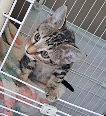 Moe, a Adopted Domestic Short Hair in Lauderhill, FL image 1/2