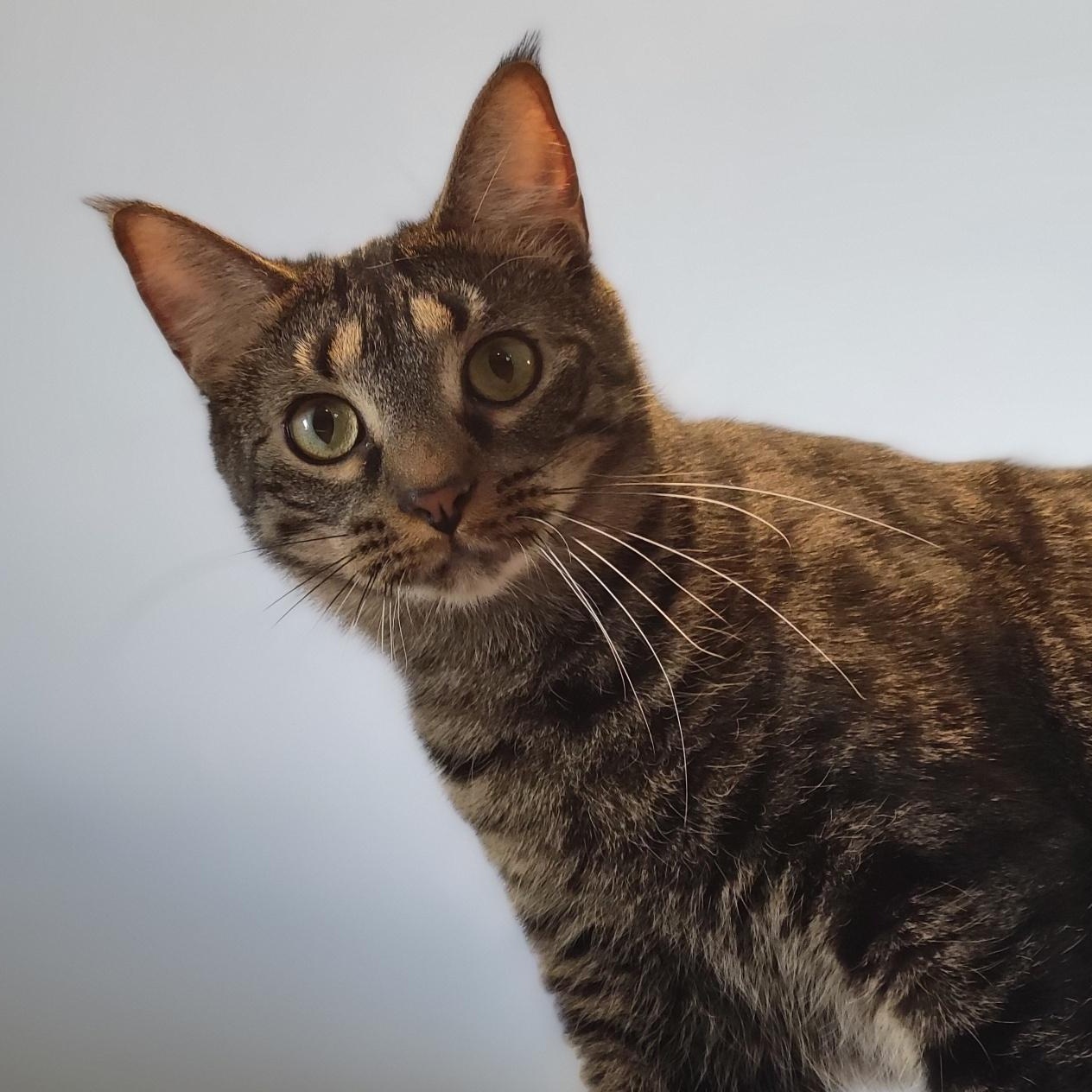 Banana, a Adoptable Domestic Short Hair in Swartz Creek, MI image 1/6