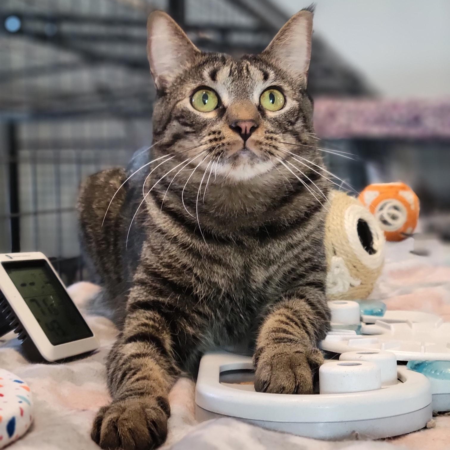 Banana, a Adoptable Domestic Short Hair in Swartz Creek, MI image 2/6