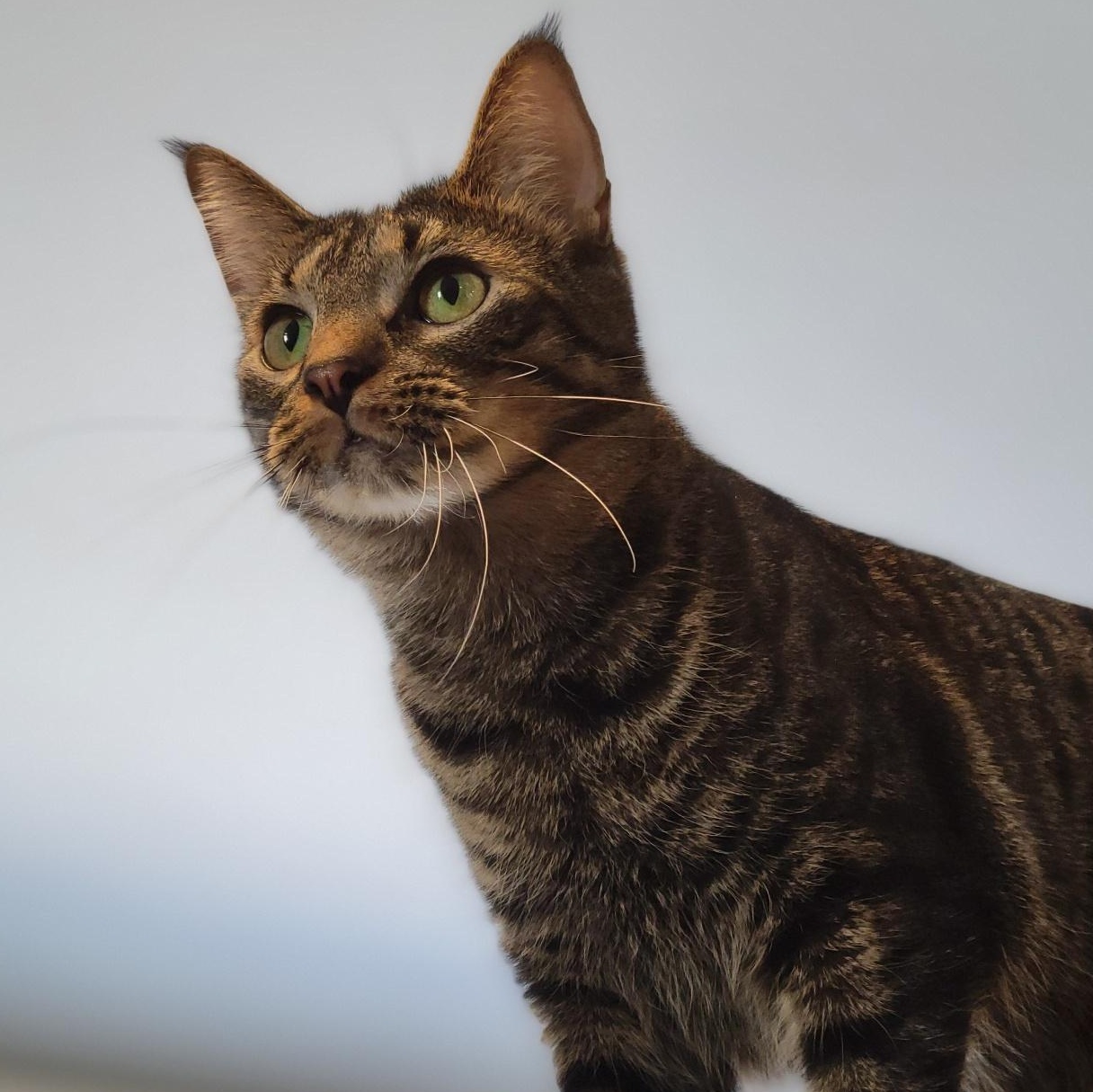 Banana, a Adoptable Domestic Short Hair in Swartz Creek, MI image 3/6