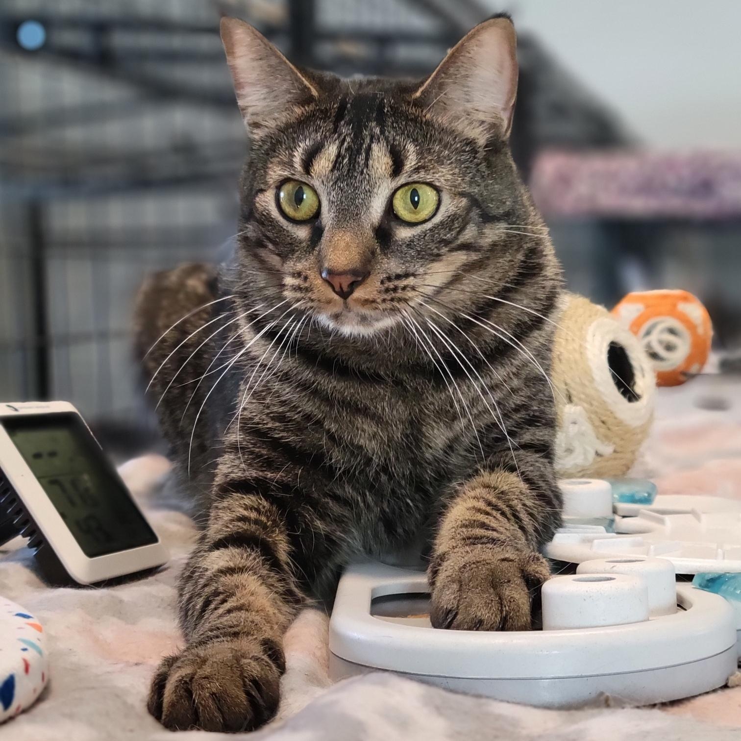 Banana, a Adoptable Domestic Short Hair in Swartz Creek, MI image 4/6