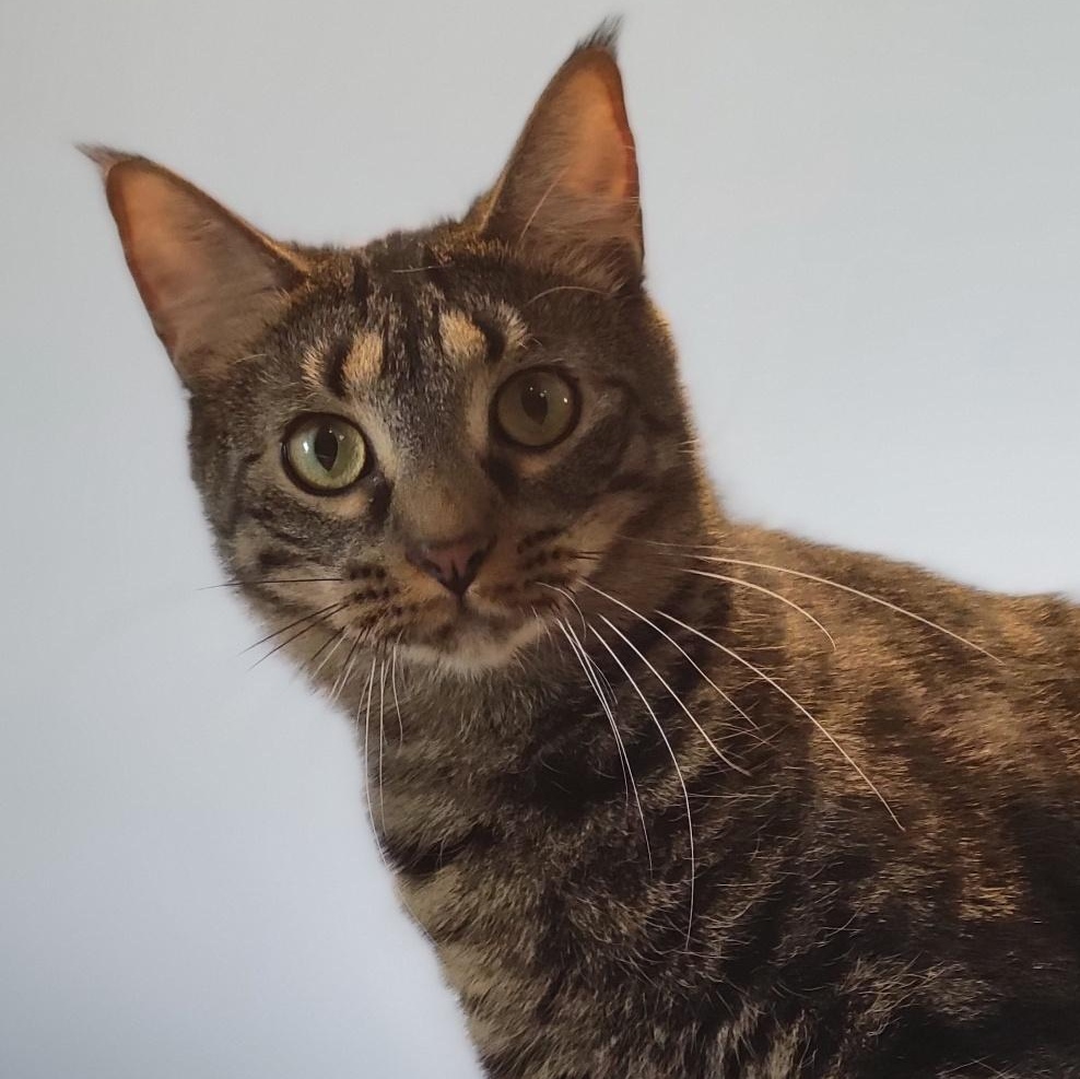 Banana, a Adoptable Domestic Short Hair in Swartz Creek, MI image 5/6