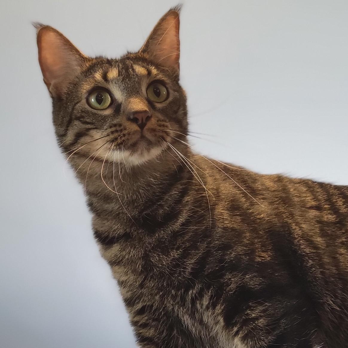 Banana, a Adoptable Domestic Short Hair in Swartz Creek, MI image 6/6