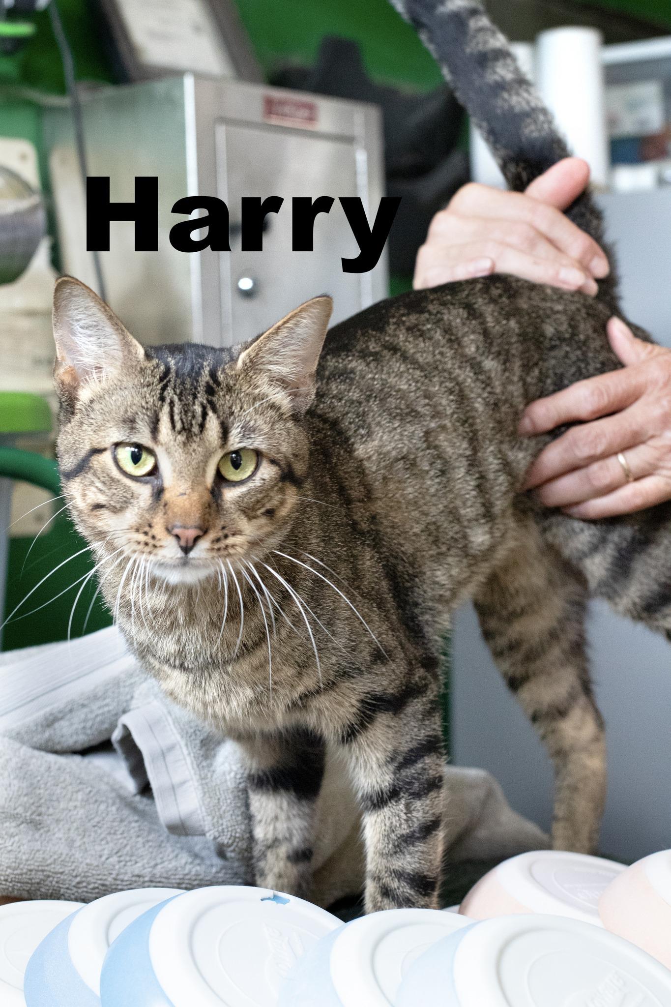 Harry, Adoptable, Adult Male Tabby.