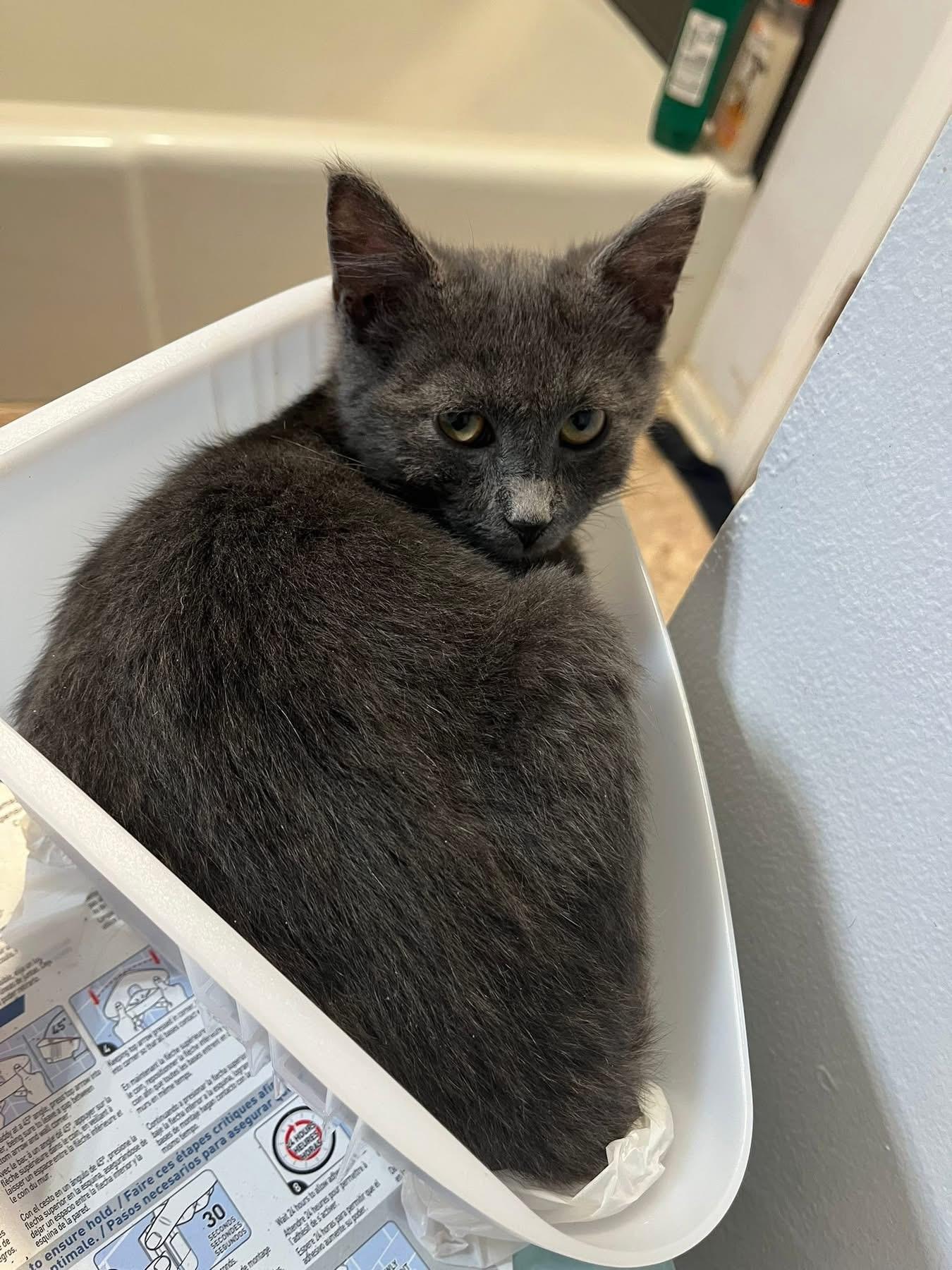 Paprika, Adoptable, Young Female Domestic Short Hair.