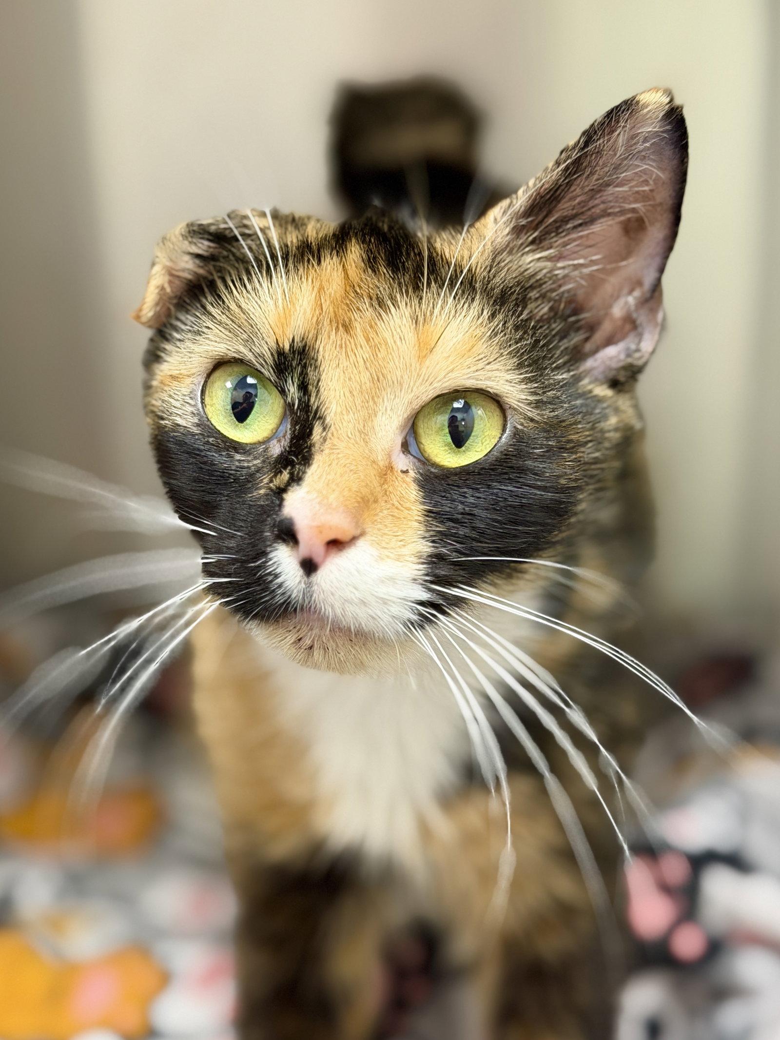 Enlarge Ariel, a Adoptable Domestic Short Hair in West Cornwall, CT image 1/1