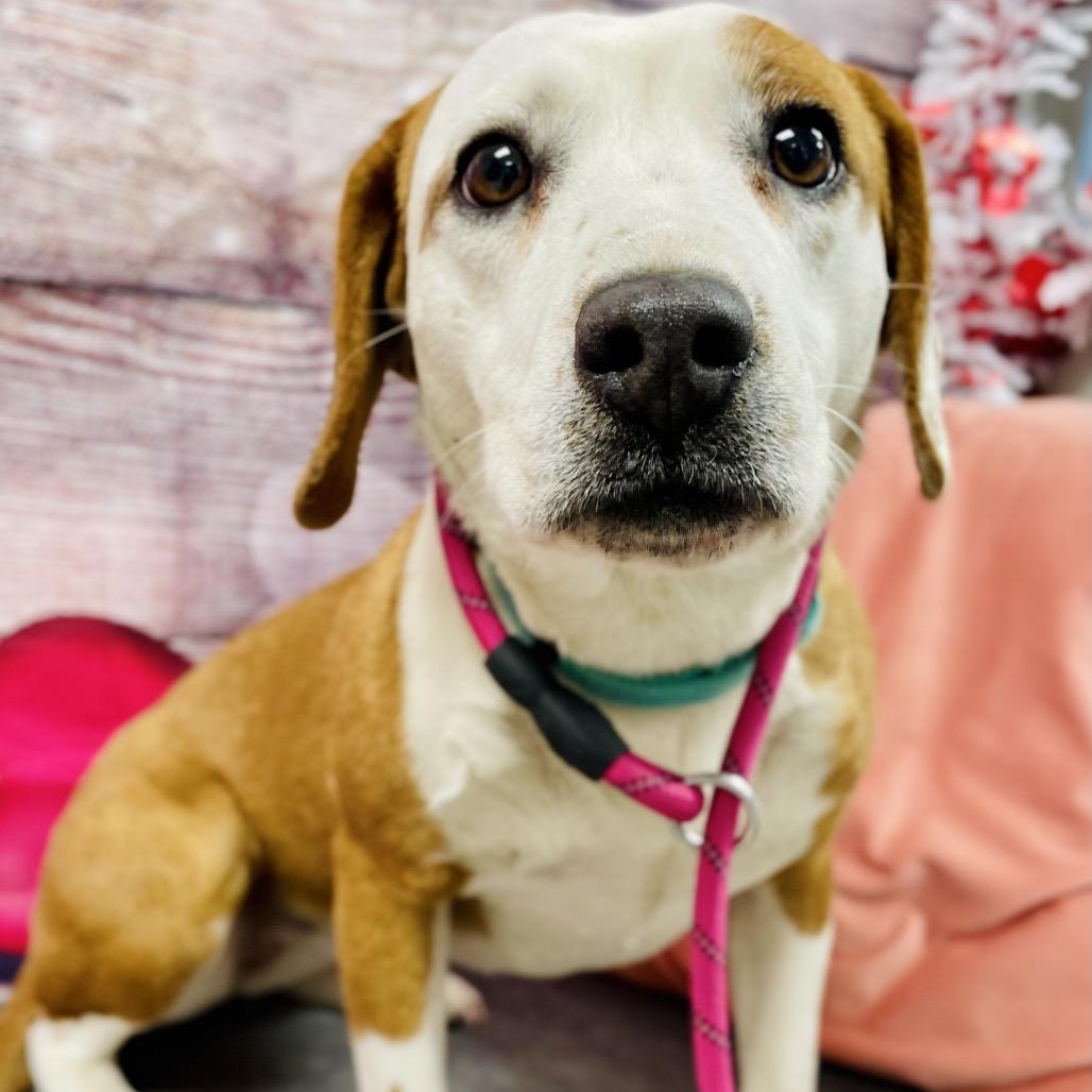 Enlarge Bailey, a Adoptable Beagle in Lebanon, MO image 1/4