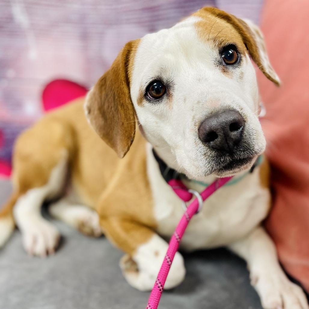 Enlarge Bailey, a Adoptable Beagle in Lebanon, MO image 2/4