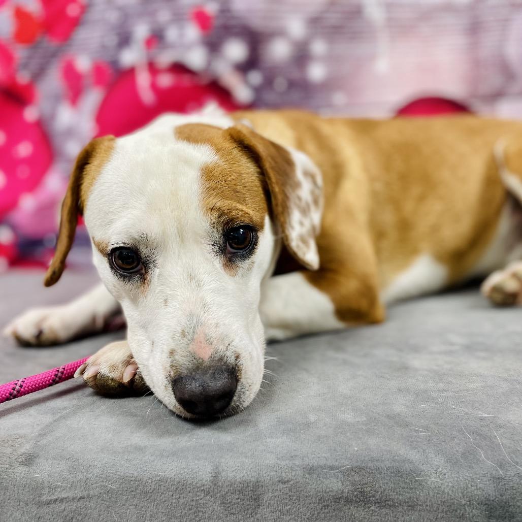Enlarge Bailey, a Adoptable Beagle in Lebanon, MO image 3/4