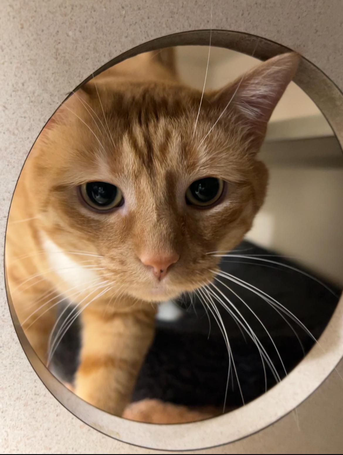 Enlarge Marellys, an adoptable Tabby in New Rochelle, NY image 2/4