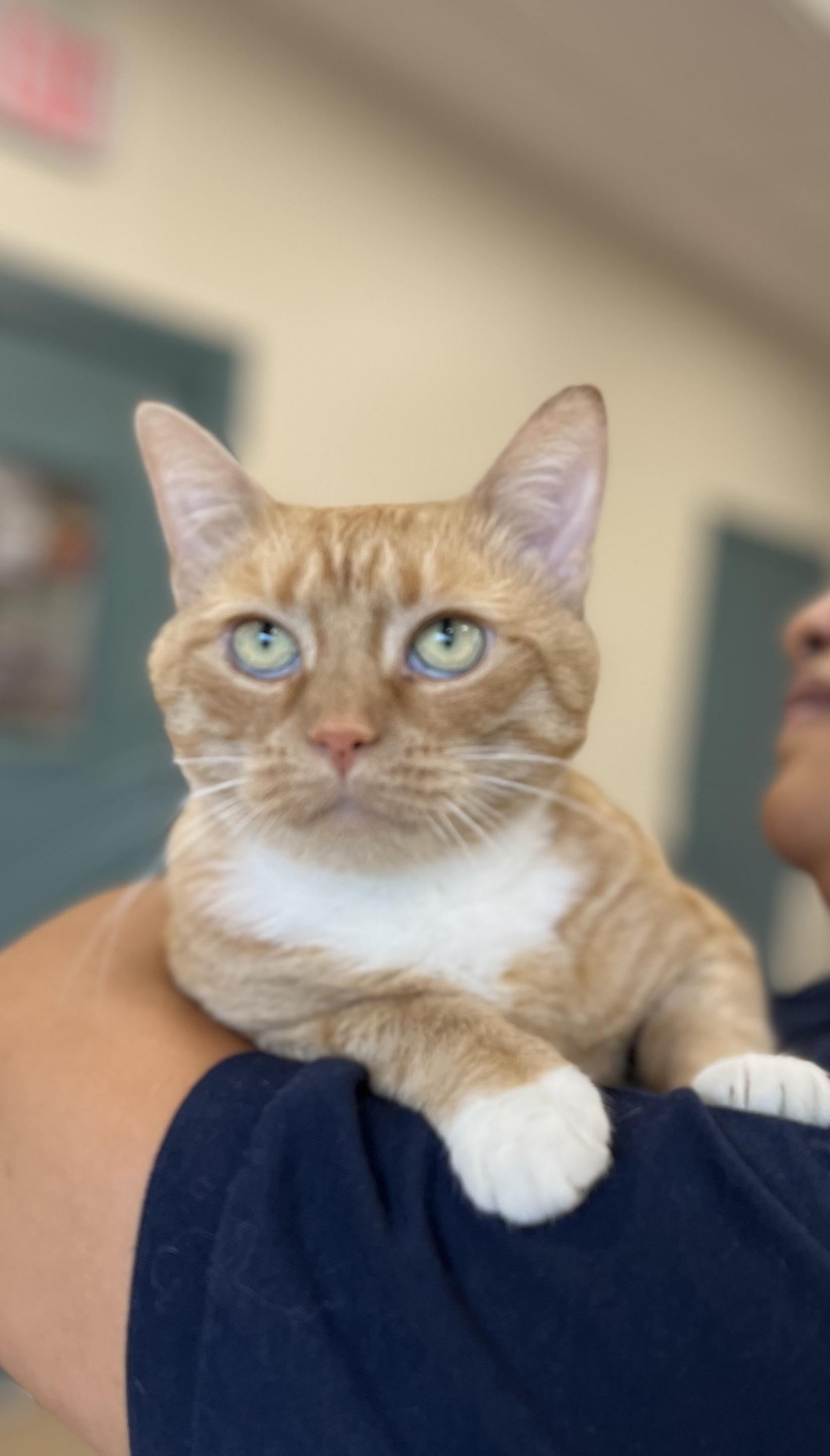 Enlarge Marellys, an adoptable Tabby in New Rochelle, NY image 4/4