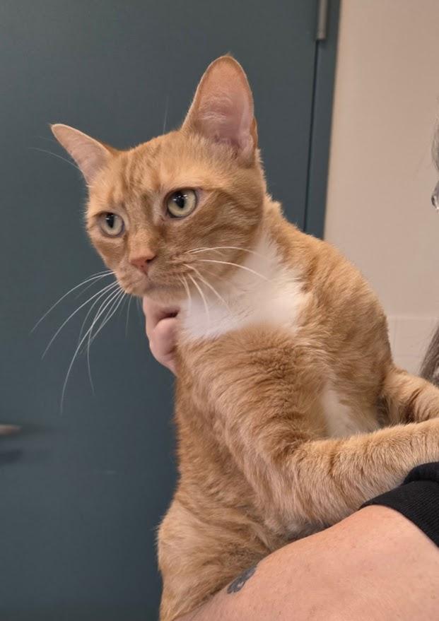 Marellys, Adoptable, Young Female Tabby.