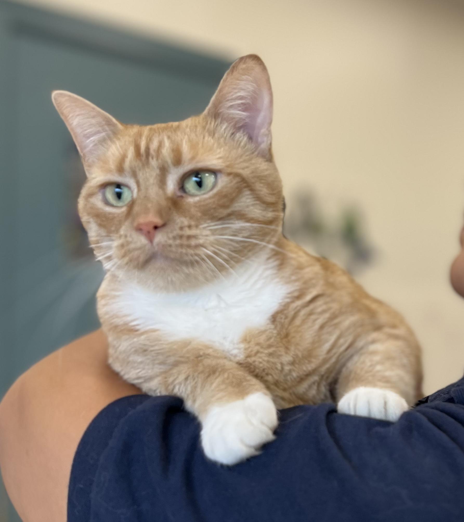 Enlarge Marellys, an adoptable Tabby in New Rochelle, NY image 1/4