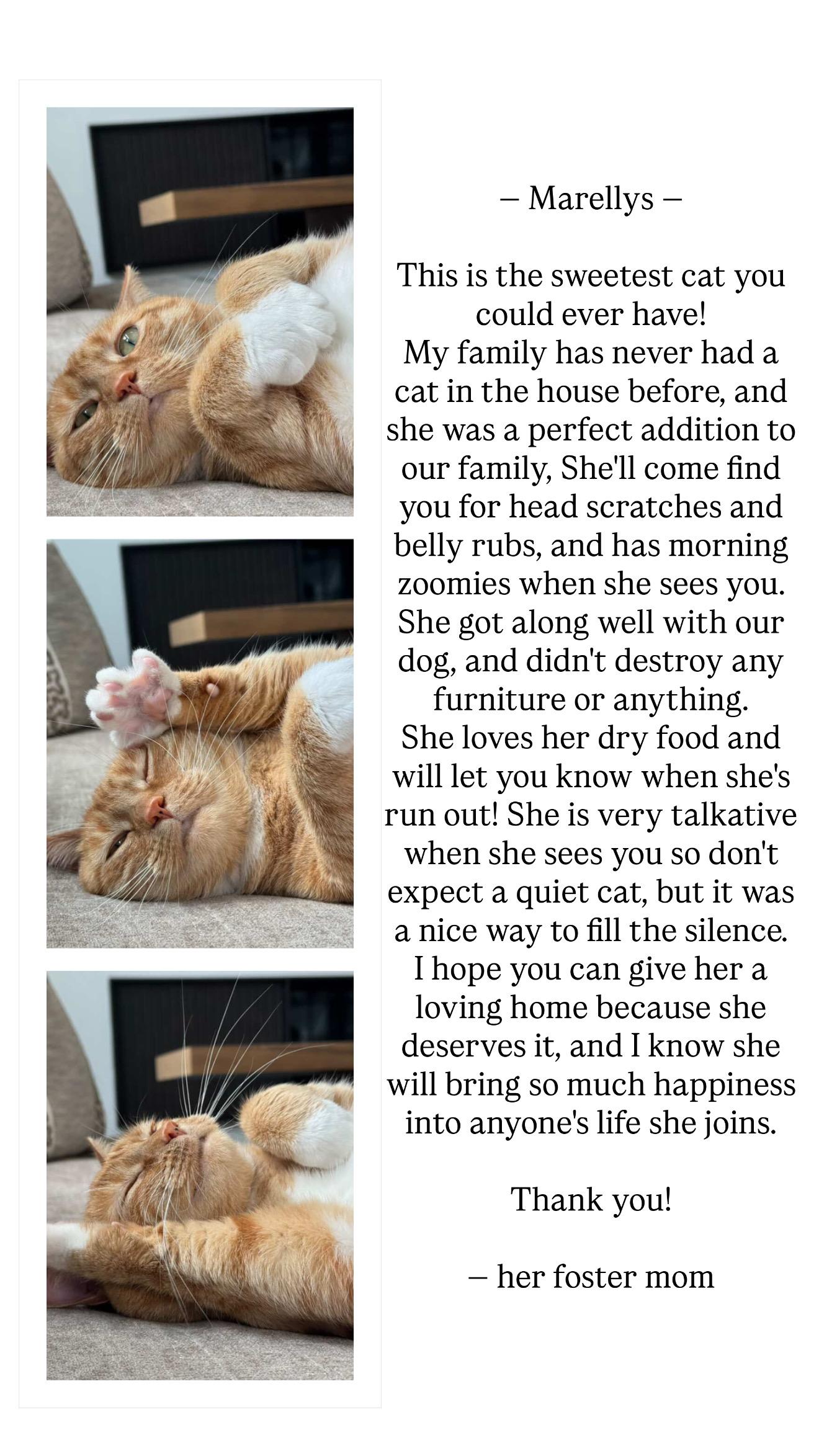 Enlarge Marellys, an adoptable Tabby in New Rochelle, NY image 3/5