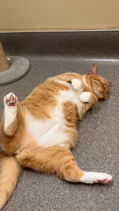 Enlarge Marellys, an adoptable Tabby in New Rochelle, NY video 5/5