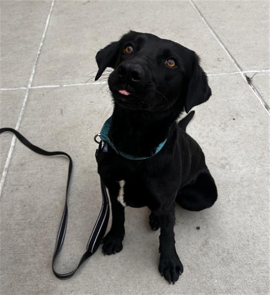 CHEW YEARS EVE, Adoptable, Young Female Labrador Retriever.