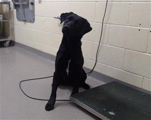 Enlarge CHEW YEARS EVE, a Adoptable Labrador Retriever in Denver, CO image 1/1