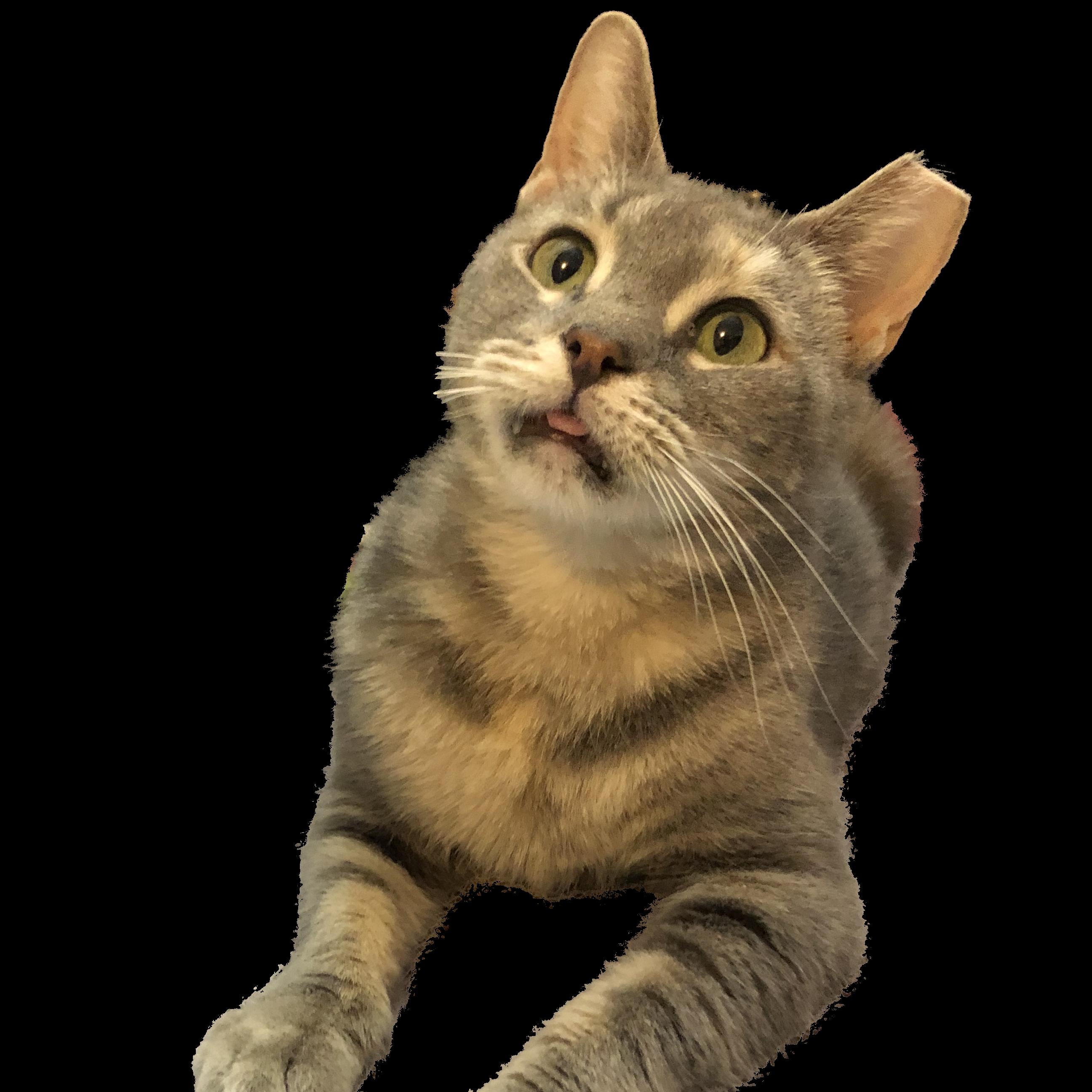 Enlarge Stevie - Adorable Dynamo!, a Adoptable Domestic Short Hair in New York, NY image 2/3