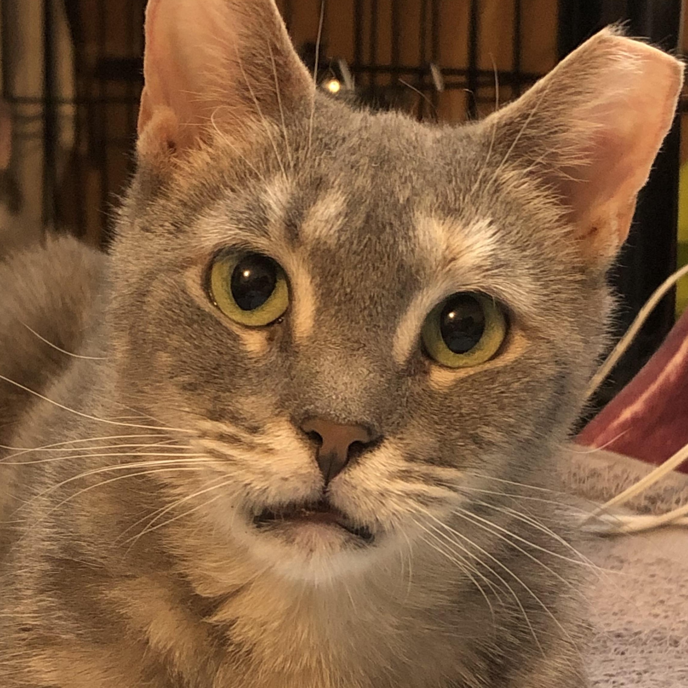 Enlarge Stevie - Adorable Dynamo!, a Adoptable Domestic Short Hair in New York, NY image 1/3