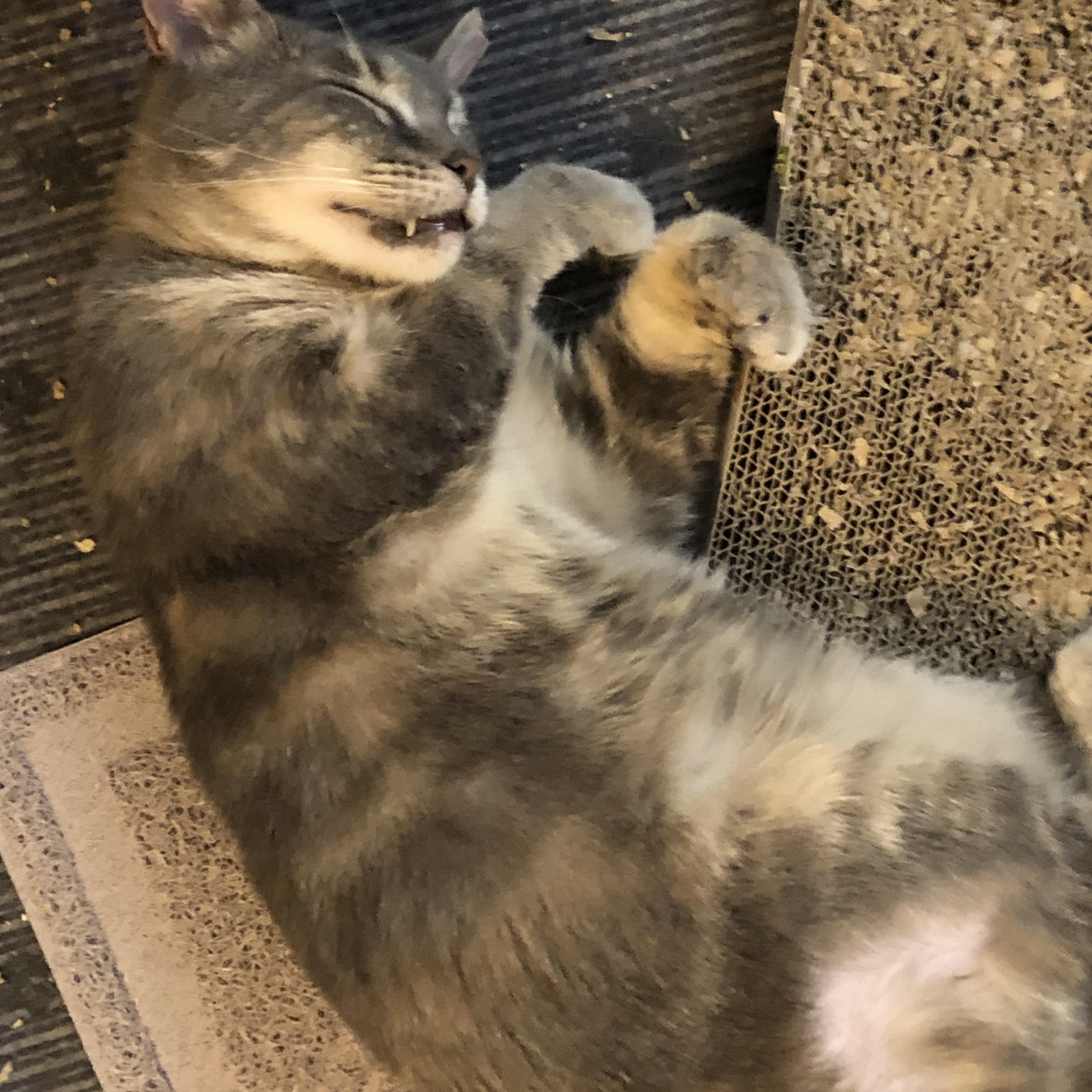 Enlarge Stevie - Adorable Dynamo!, a Adoptable Domestic Short Hair in New York, NY image 3/3