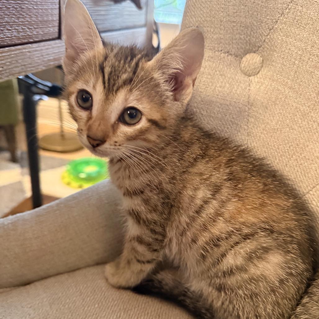 Daisy, Adoptable, Kitten Female Domestic Short Hair.