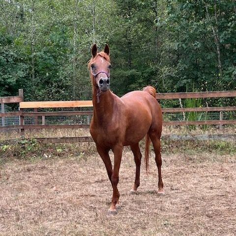 Cinnamon, a Adoptable Arabian in Quilcene, WA image 1/4