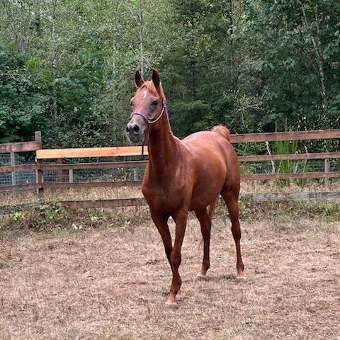 Cinnamon, a Adoptable Arabian in Quilcene, WA image 2/4
