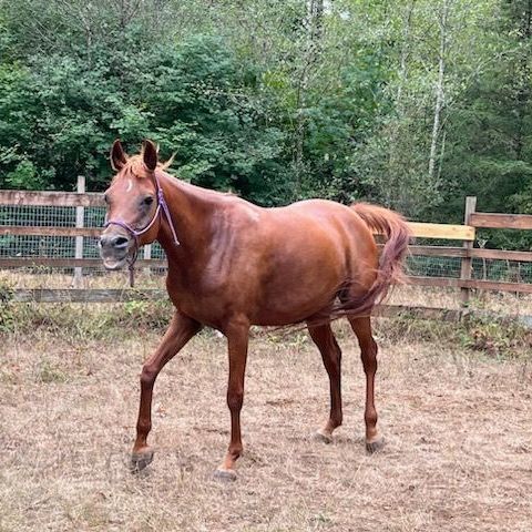 Cinnamon, a Adoptable Arabian in Quilcene, WA image 3/4
