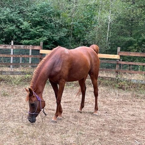 Cinnamon, a Adoptable Arabian in Quilcene, WA image 4/4