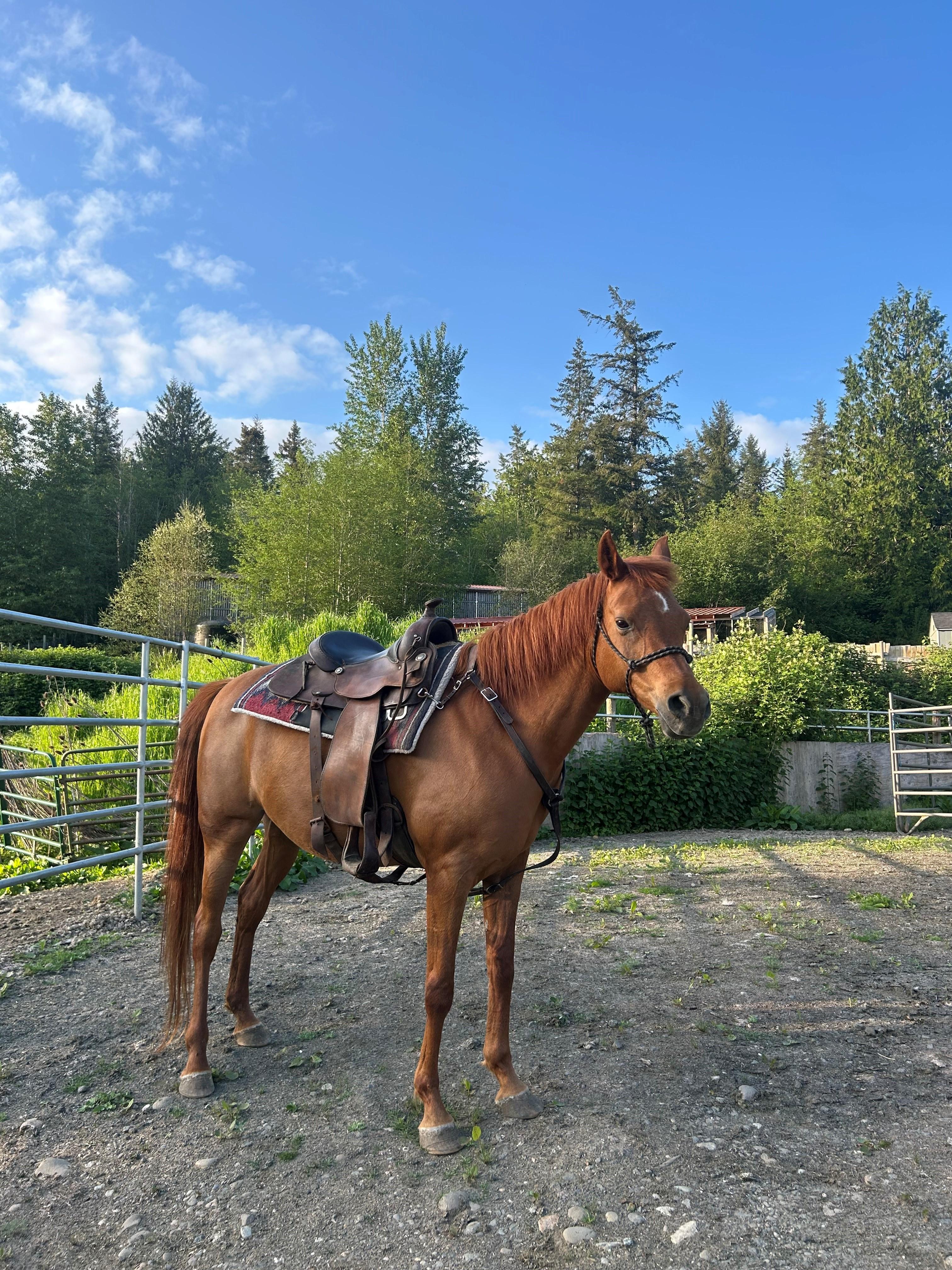 Cinnamon, Adoptable, Adult Female Arabian.