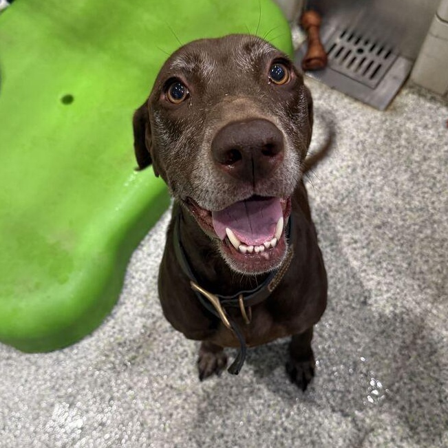 Enlarge Wendy, a Adoptable Mixed Breed in Jackson, MI image 4/5