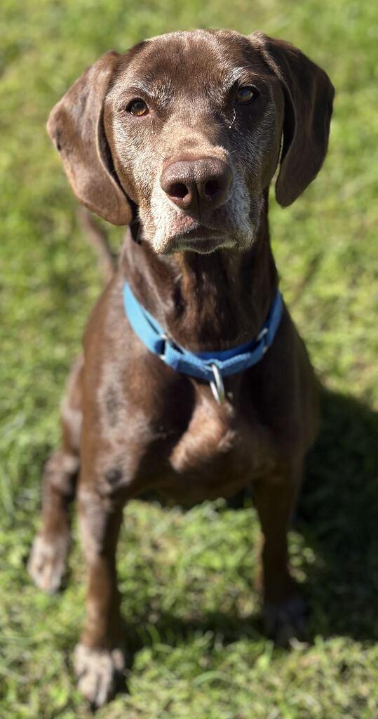 Enlarge Wendy, a Adoptable Mixed Breed in Jackson, MI image 2/5
