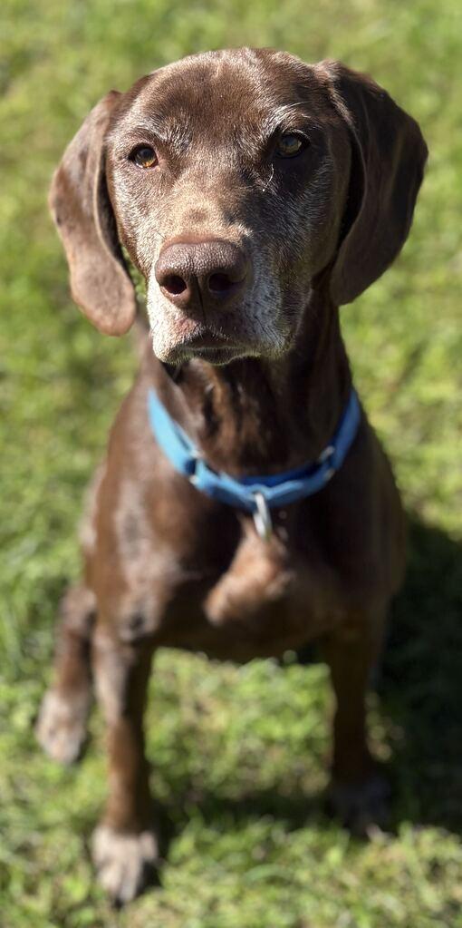 Enlarge Wendy, a Adoptable Mixed Breed in Jackson, MI image 3/5