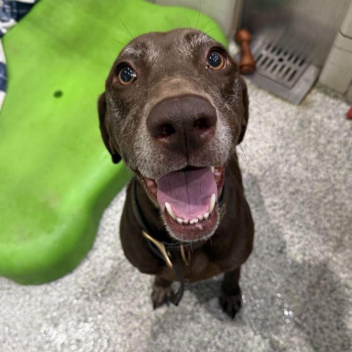 Enlarge Wendy, a Adoptable Mixed Breed in Jackson, MI image 5/5