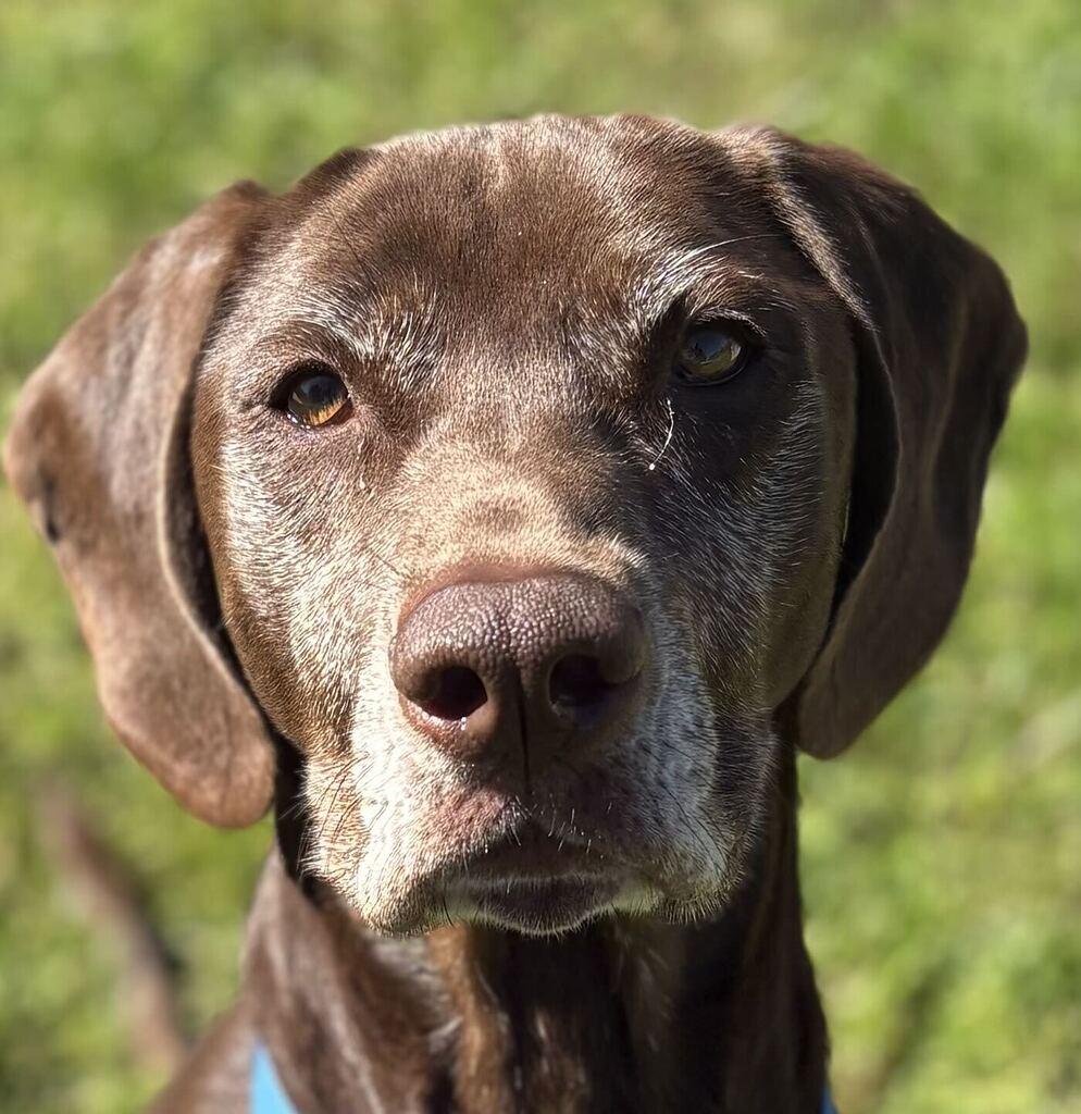 Enlarge Wendy, a Adoptable Mixed Breed in Jackson, MI image 1/5