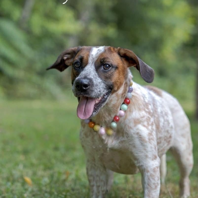 Enlarge Freya, a Adoptable mixed breed in Spring Hill, TN image 2/4