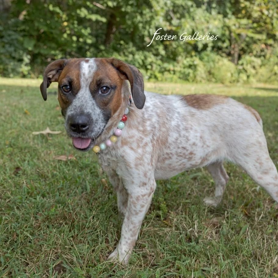 Enlarge Freya, a Adoptable mixed breed in Spring Hill, TN image 3/4