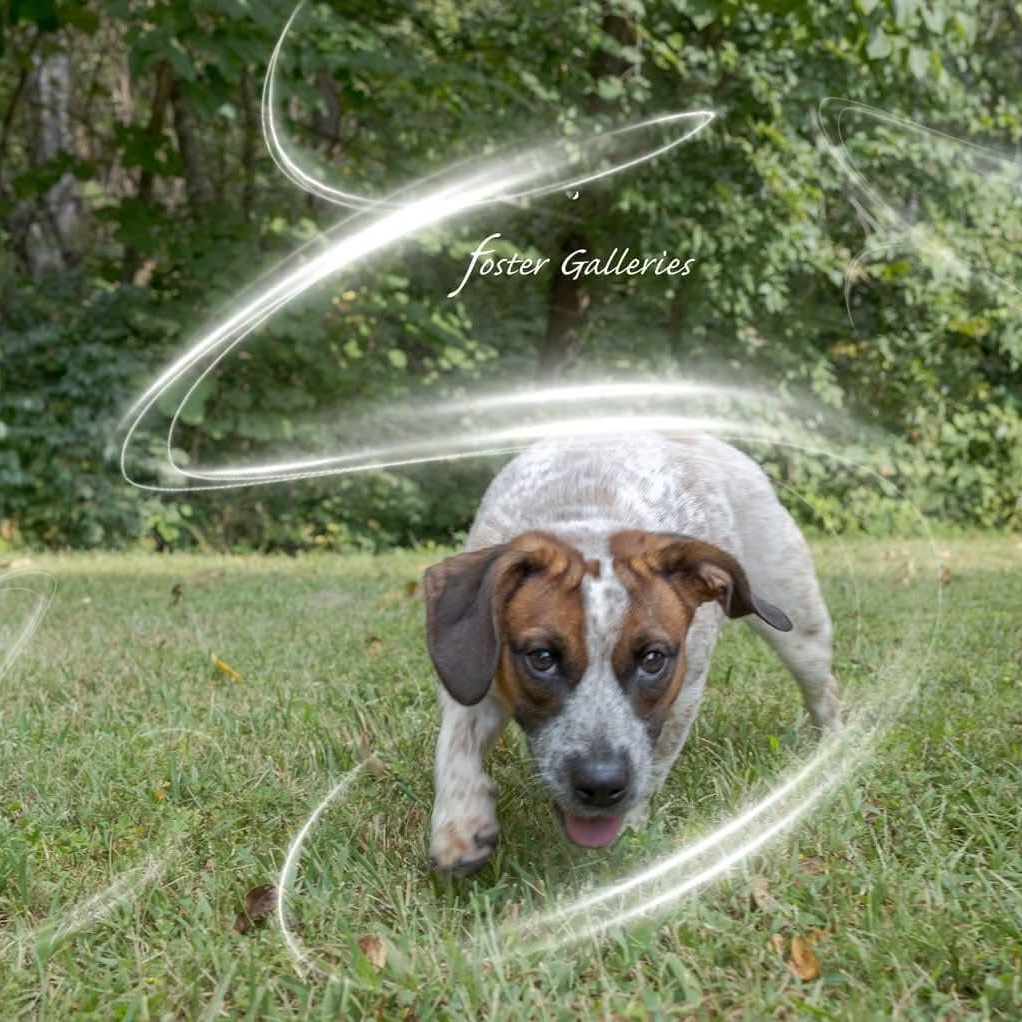 Enlarge Freya, a Adoptable mixed breed in Spring Hill, TN image 4/4