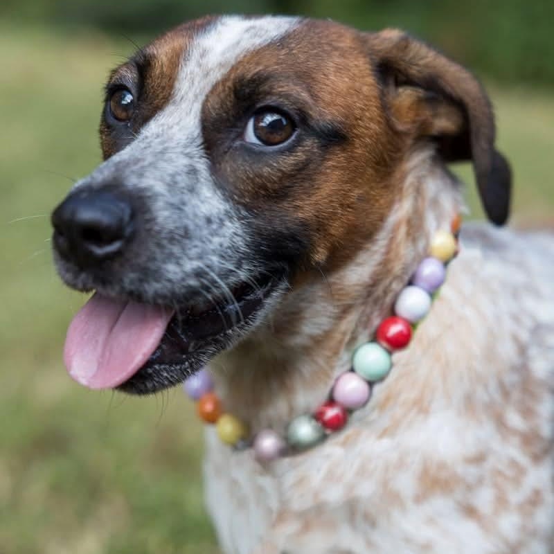 Enlarge Freya, a Adoptable mixed breed in Spring Hill, TN image 1/4