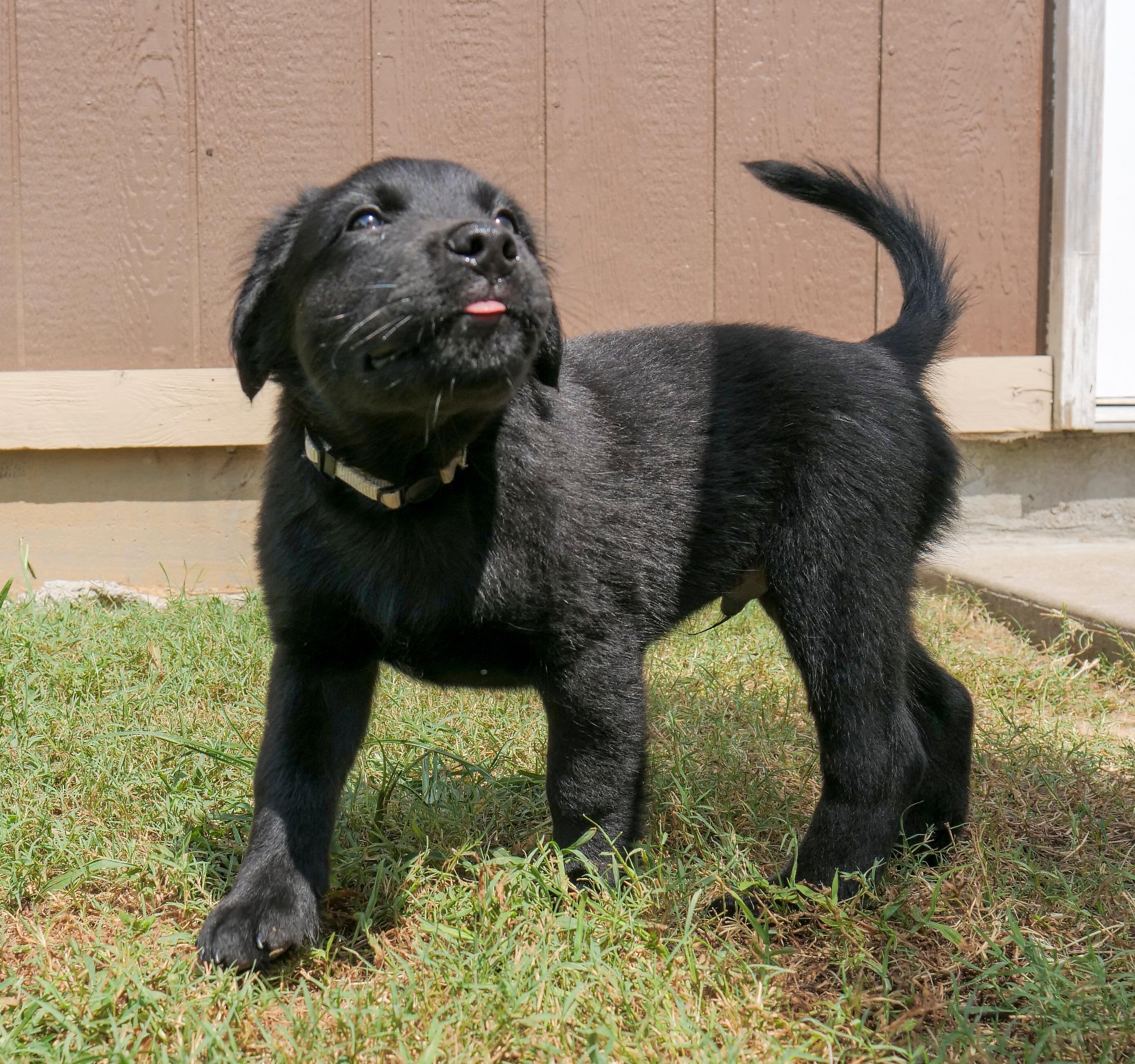 Enlarge Bear (Shyann Litter), a Adopted mixed breed in Mount Juliet, TN image 5/6