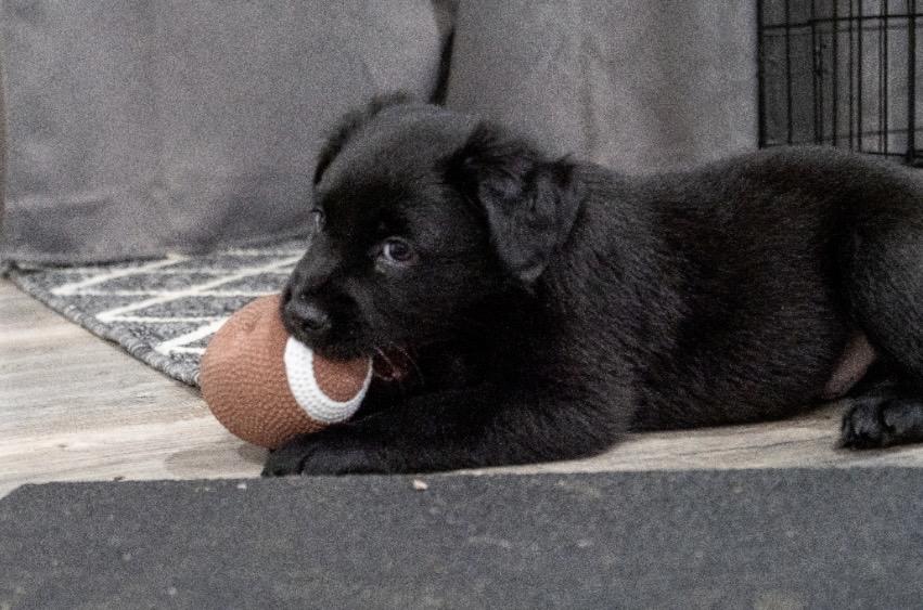 Enlarge Bear (Shyann Litter), a Adopted mixed breed in Mount Juliet, TN image 6/6