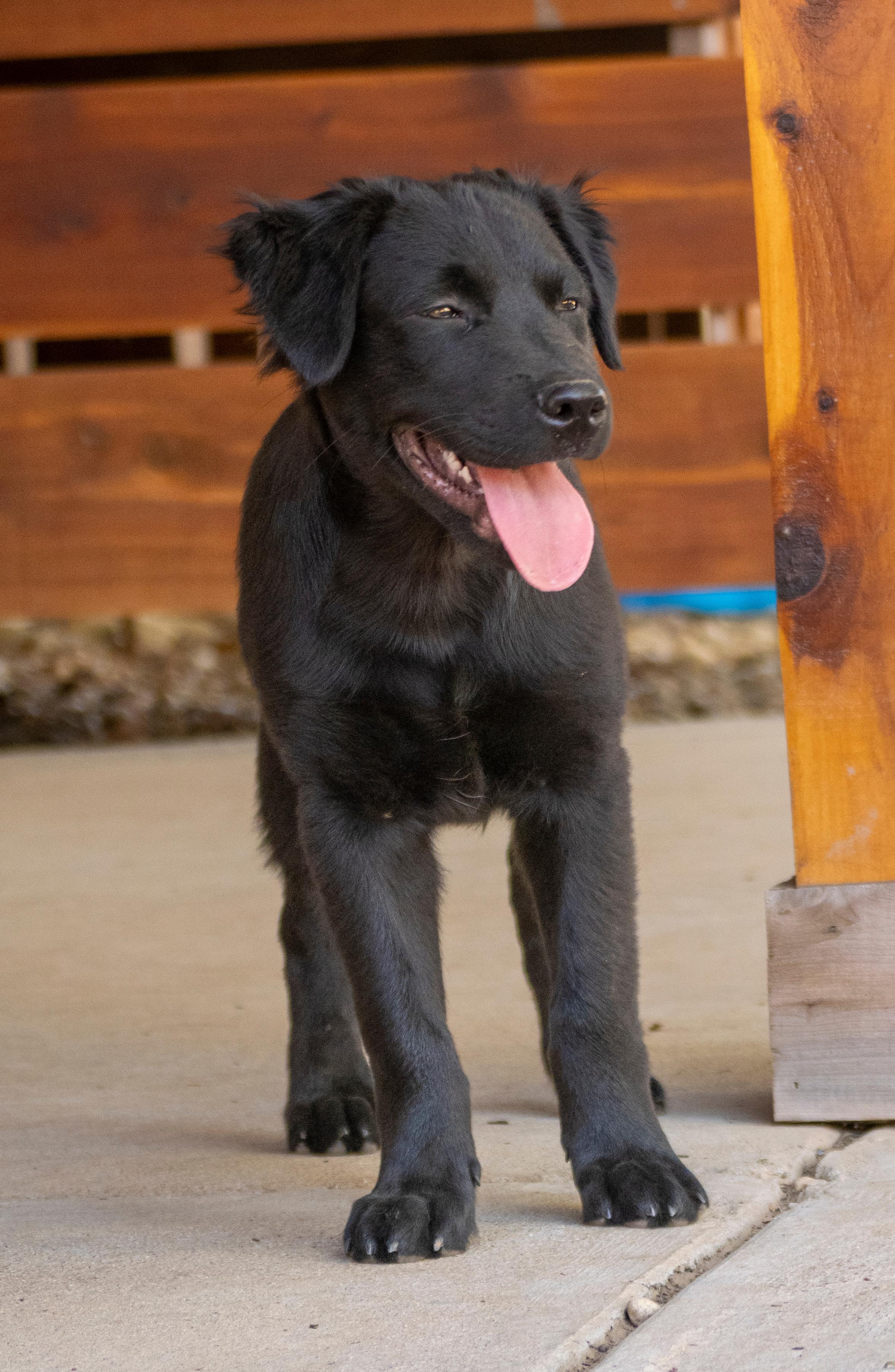 Enlarge Bear (Shyann Litter), a Adopted mixed breed in Mount Juliet, TN image 2/6
