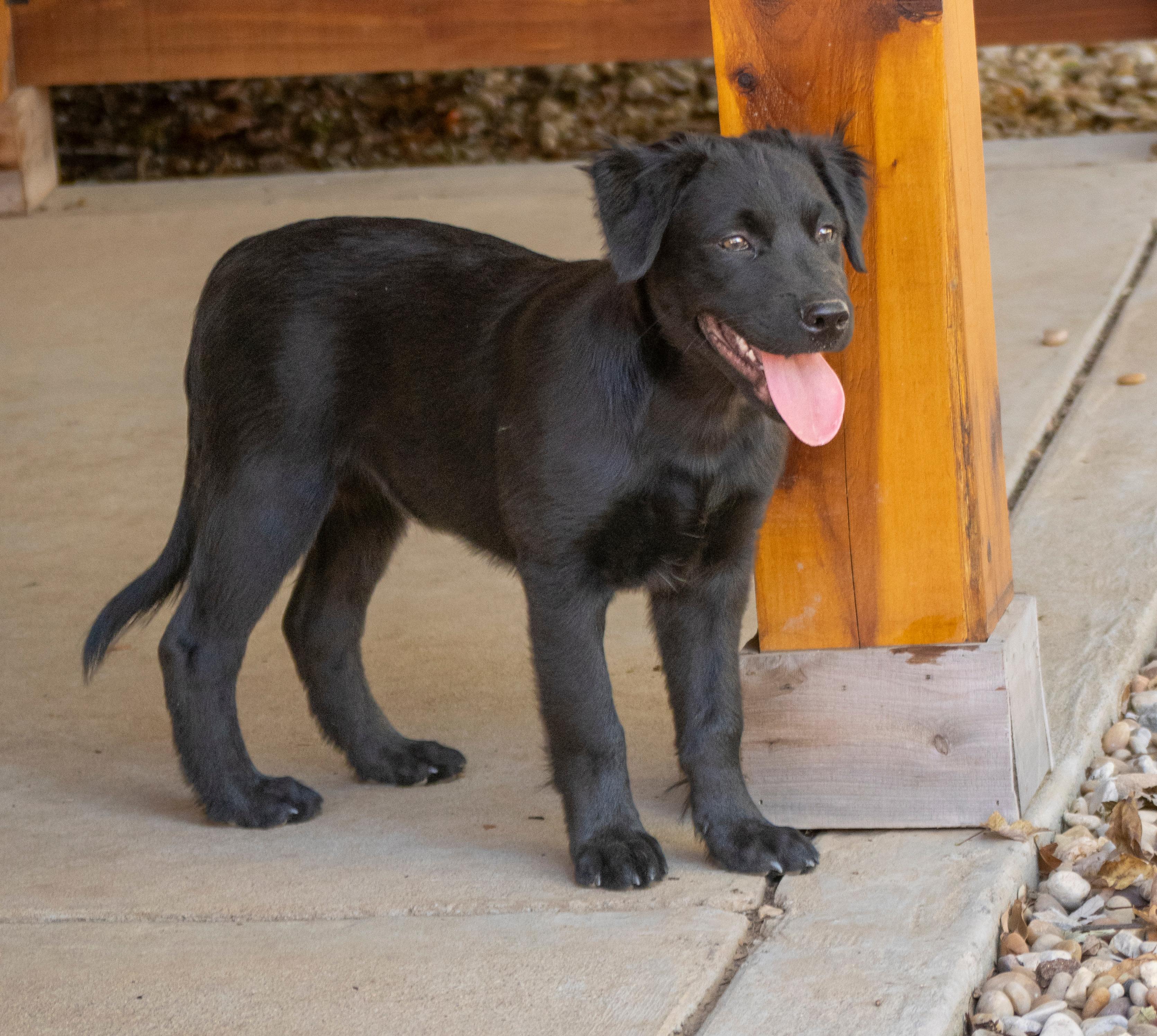 Bear (Shyann Litter), Adopted, Puppy Male Labrador Retriever & Pit Bull Terrier.