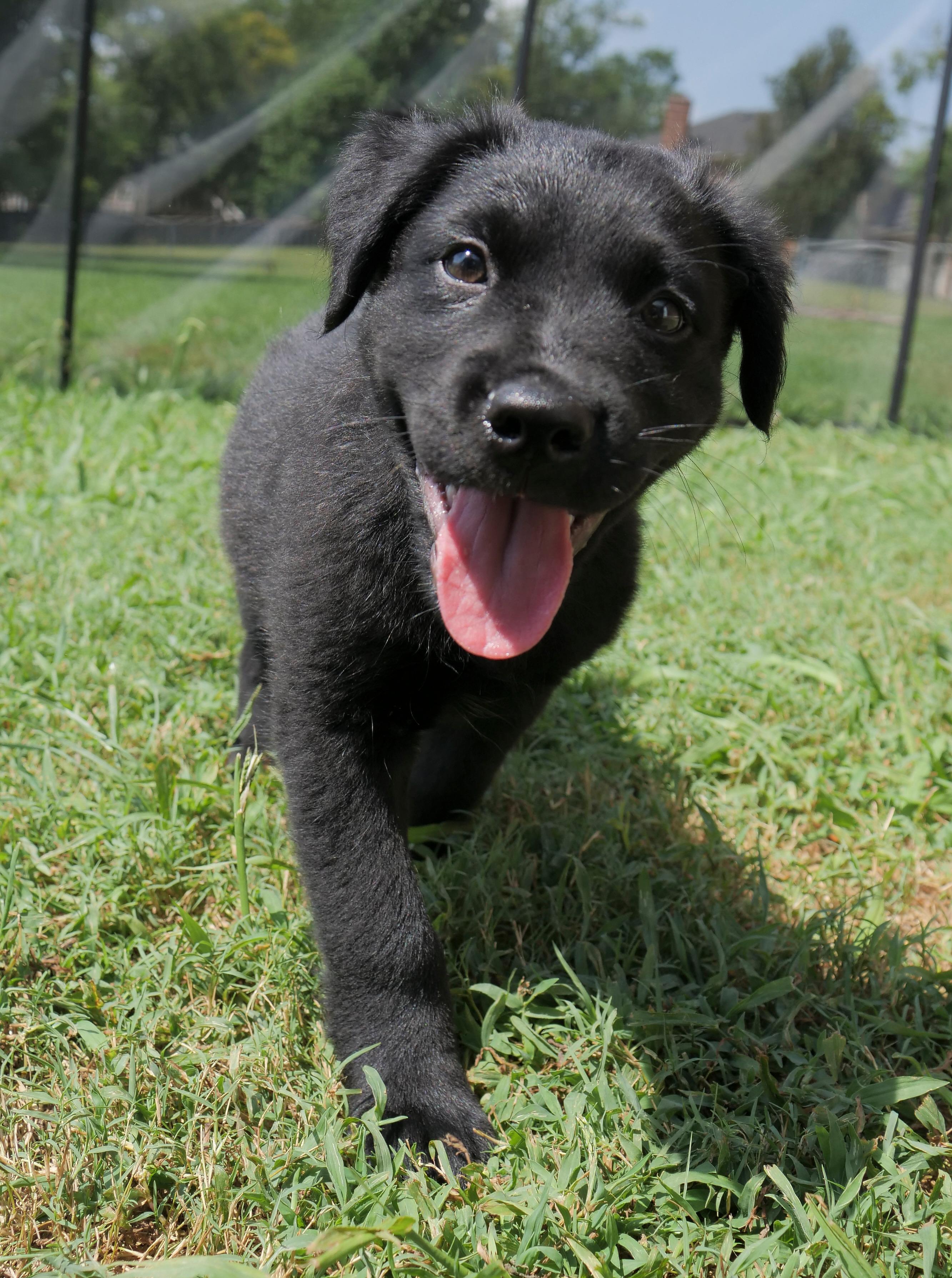 Enlarge Bear (Shyann Litter), a Adopted mixed breed in Mount Juliet, TN image 3/6