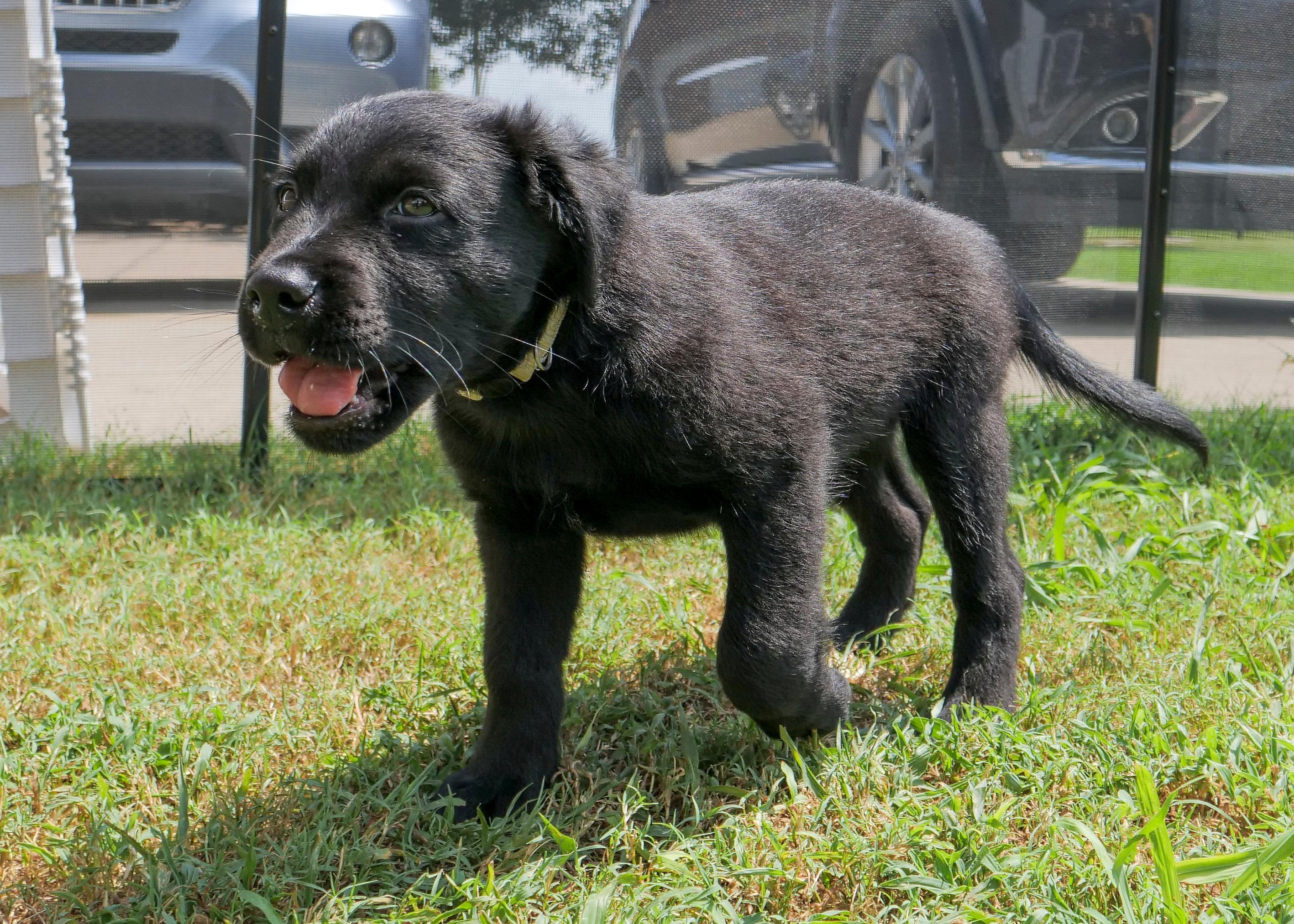 Enlarge Bear (Shyann Litter), a Adopted mixed breed in Mount Juliet, TN image 4/6