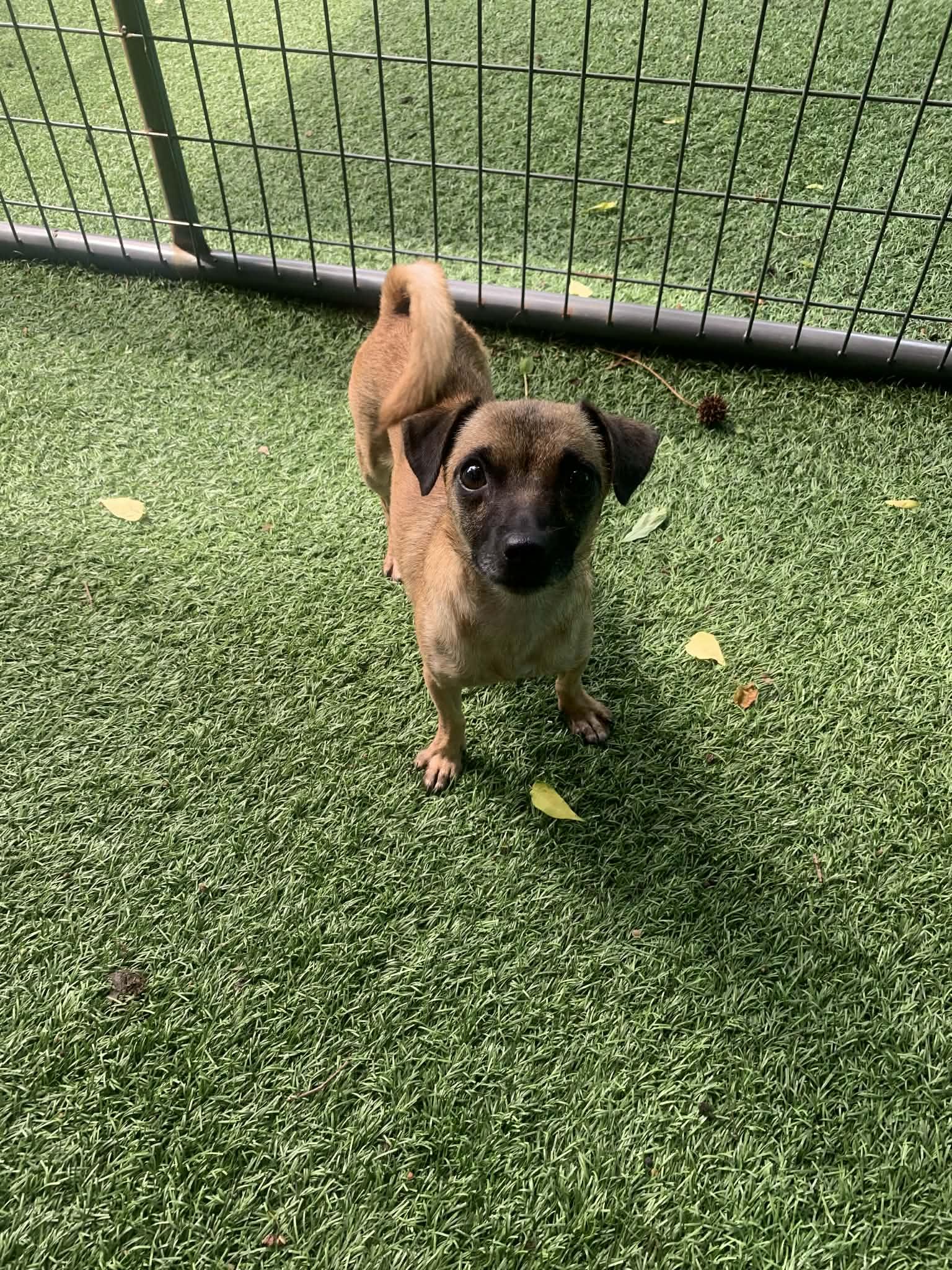 Enlarge Norma, an adoptable mixed breed in Blue Bell, PA image 2/2
