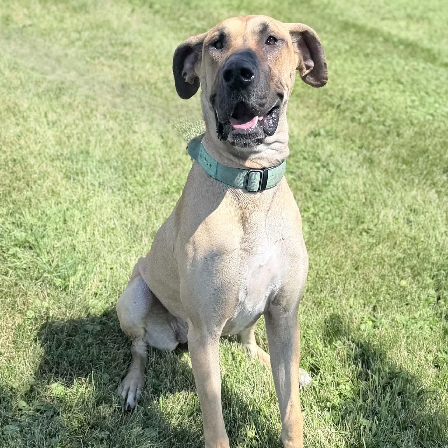 Enlarge Widow, a Adopted Great Dane in Wapakoneta, OH image 1/5